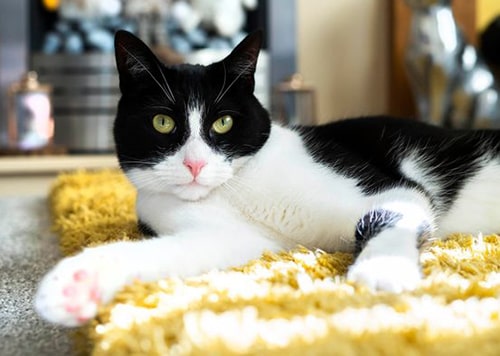 Zebby The Cat Alerts His Deaf Owner To Visitors And Phone Calls